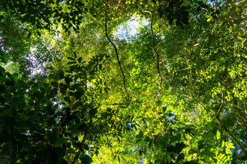 Fototapeta premium Branches and green leaves at the top