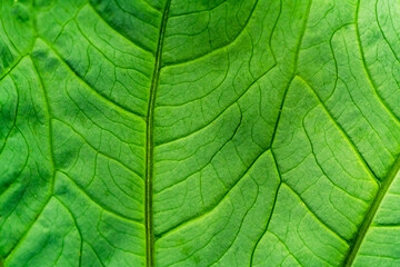 Background from leaves, natural textures of green and yellow leaves.
