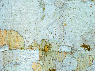 Natural texture of rustic tree trunks