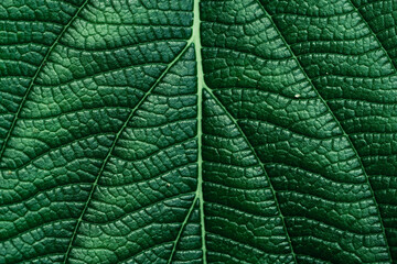 Background from leaves, natural textures of green and yellow leaves.