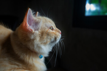 Close-up of a kitten's eyes staring straight into a brightly lit window.