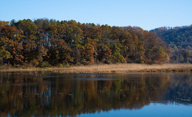 autumn forest scenery by a calm lake  in Minnesota  © Omar