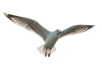 Obraz premium A majestic seagull in mid flight with wings spread wide isolated on transparent background