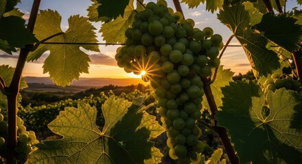 Vineyard at dusk: A close-up view of ripening grapes bathed in the warm golden light of the