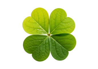 Vibrant green four leaf clover symbol of luck and fortune isolated on transparent background