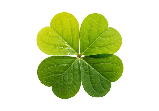 Vibrant green four leaf clover symbol of luck and fortune isolated on transparent background - Powered by Adobe