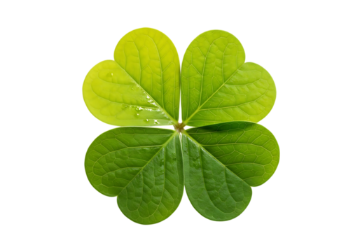 Vibrant green four leaf clover symbol of luck and fortune isolated on transparent background