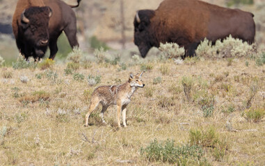 Coyote in Lamar Valley with two bisons on the background in Yellowstone National Park, USA