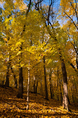 Scenic forest showcasing vivid autumn foliage