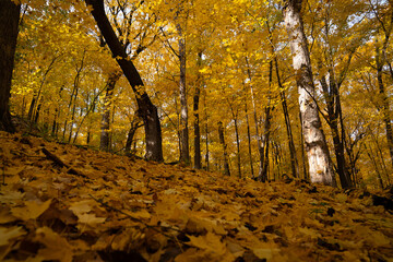 Autumn forest with colorful leaves on branches and forest floor