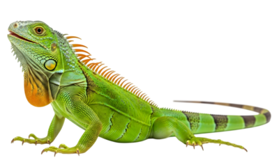 Isolated Green Iguana