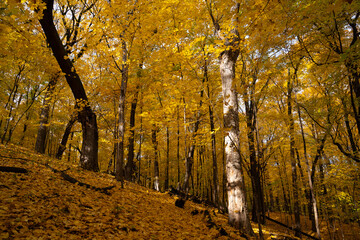 Forest filled with vibrant autumn leaves on trees