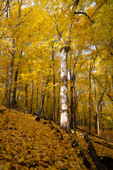 Forest filled with vibrant autumn leaves on trees