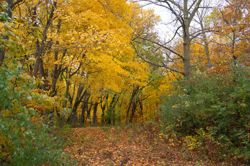 Forest filled with vibrant autumn leaves on trees