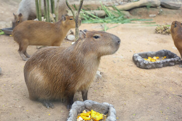 The Capybara giant rat is cute animal in garden