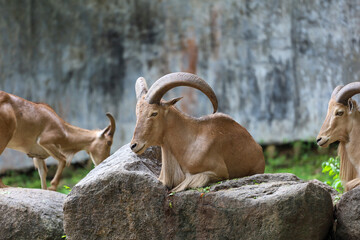 The barbary sheep is mammal and hill animal