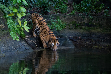 Close up Indochinese tiger is beautiful animal and eatting water