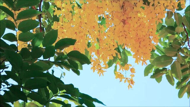 Yellow blossom flowers of Cassia fistula, also known as golden shower, purging cassia, Indian laburnum, on its branch with green leaves sway in a warm spring breeze at a botanical garden.