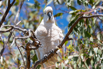 Sulphur-crested Cockatoo in the gum tree