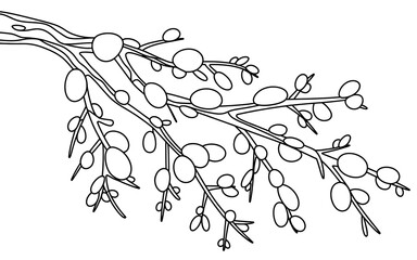 Black and white drawing of a pussy willow branch isolated on white background