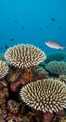 Obraz premium Vibrant underwater scene with diverse coral formations and tropical fish swimming in clear blue ocean.