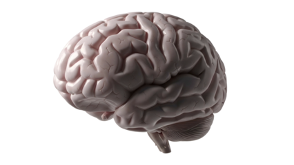 Realistic Human Brain Model in Side View on Transparent Background for Medical Illustration