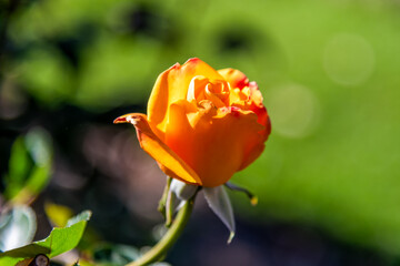 Orange Rose in the garden