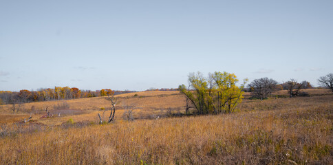 Autumn meadow with golden trees and bare branches under a clear blue sky.