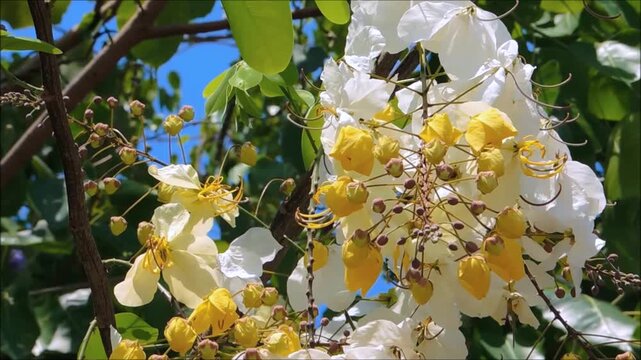 Yellow White blossom flowers of Cassia Bakeriana or Wishing Tree on its branch with green leaves sway in a warm spring breeze at a botanical garden.
