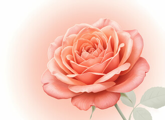 Peach rose bloom on soft gradient background