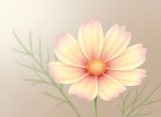 Yellow and pink cosmos flower on beige background