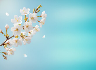 Cherry blossom branch blue background spring theme