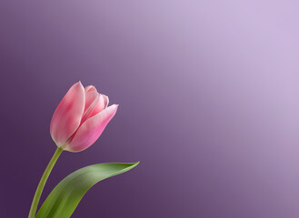 Pink tulip flower on purple background illustration