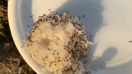Ants swarm over spilled rice on plate outdoors, depicting infestation and pest control challenge in nature