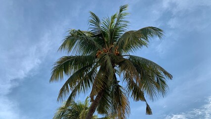 Dreamy tropical getaway featuring a lush coconut palm against a vibrant blue sky perfect for vacation vibes and island escapes