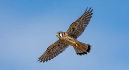 Fototapeta premium Magnificent american kestrel soaring gracefully with open wings against the sky