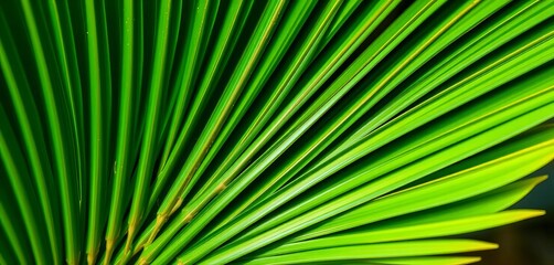 Fototapeta premium Close-up of a vibrant green Chinese fan palm frond, showing intricate texture, texture details, botany