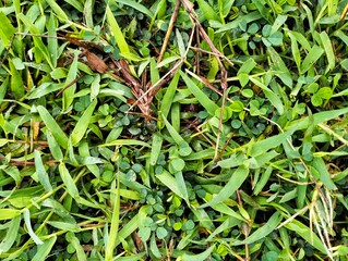 Wild grass on the outdoor field is maintained for soccer matches.