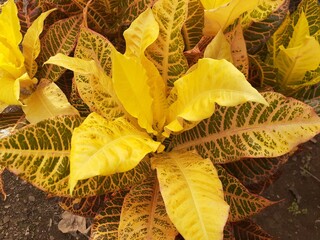 The fresh colorful texture pattern of Codiaeum variegatum leaves. Also known as croton or variegated croton, puring, puding or kroto. Natural background.