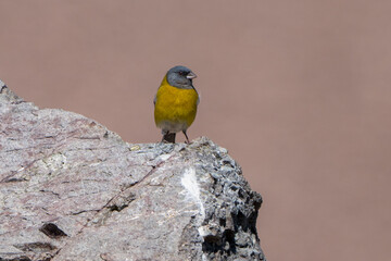 Gray-Hooded Sierra Finch Perched in Natural Habitat