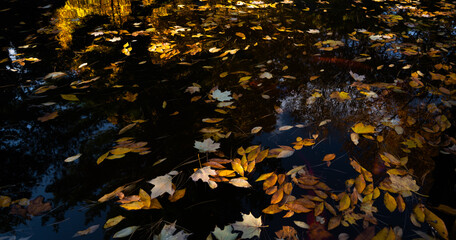Colorful fall leaf drifting on tranquil garden pound 