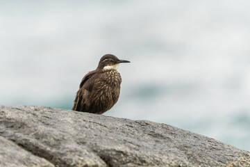 Seaside Cinclodes Bird on Coastal Rocks in Natural Habitat
