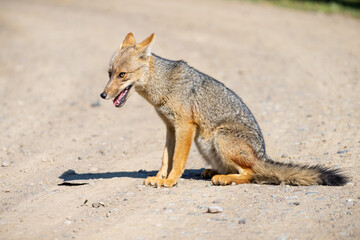 Culpeo Fox in the Chilean Andes Mountains