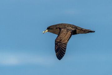 White-chinned Petrel Flying Over the Ocean