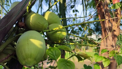 group of Fresh Green Young Coconuts Hanging on a Tree Under Bright Sunlight