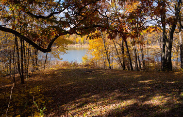Fototapeta premium Vibrant autumn leaves on trees in a scenic landscape