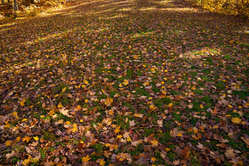 Obraz premium Colorful fall leaf lying on forest soil during autumn season