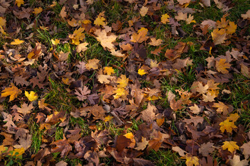 Colorful fall leaf lying on forest soil during autumn season
