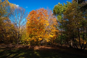 Fototapeta premium Beautiful trees at the Minnesota Arboretum glow with vibrant autumn colors, showcasing fall foliage, peaceful paths, and a serene seasonal landscape.