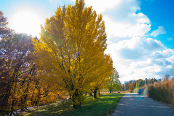 Vibrant autumn leaves on trees in a scenic landscape